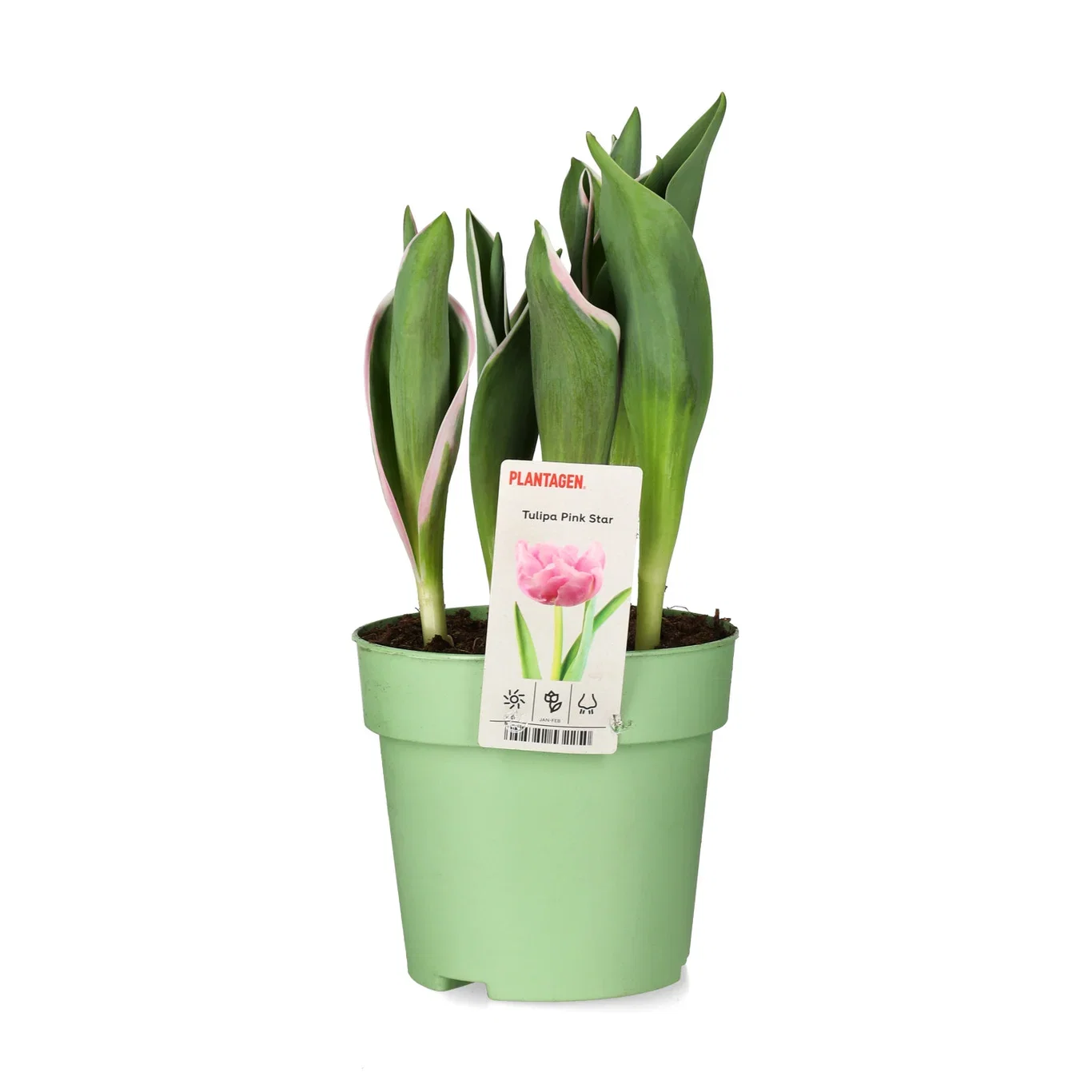 Tulipa gesneriana (SenFylld) 'Pink Star' Tulipan 'Pink Star' Ø12 cm
