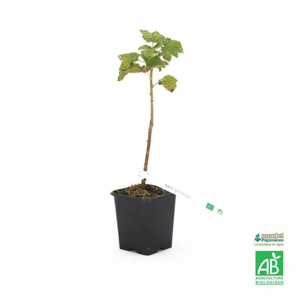 Cassissier 'andega' bio - godet 9cm