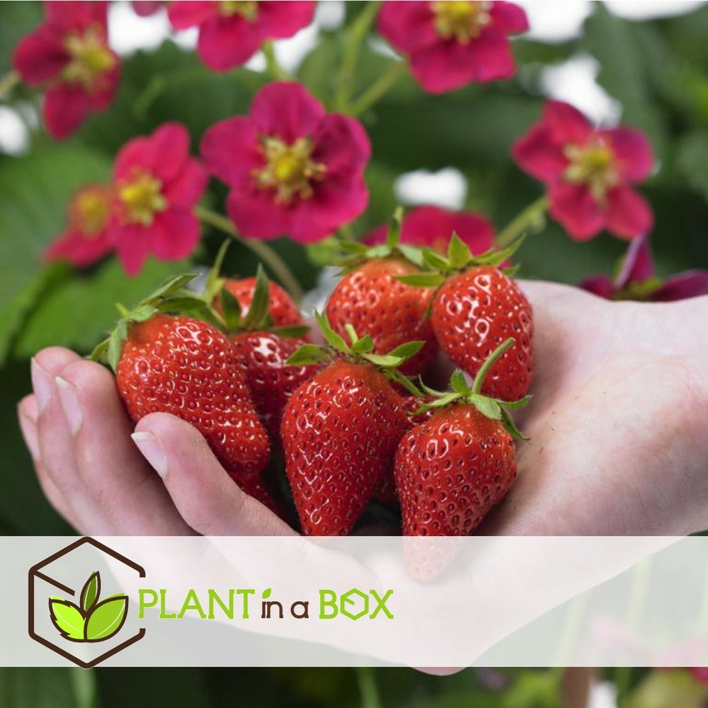 Fragaria summer breeze - mélange de 6 - pot 10.5cm - hauteur 15-25cm