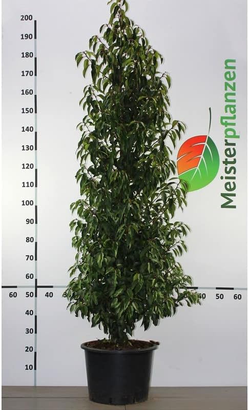 Portugiesischer Kirschlorbeer 180-200 cm im Topf. 4 Lorbeeren Sichtschutz Hecke