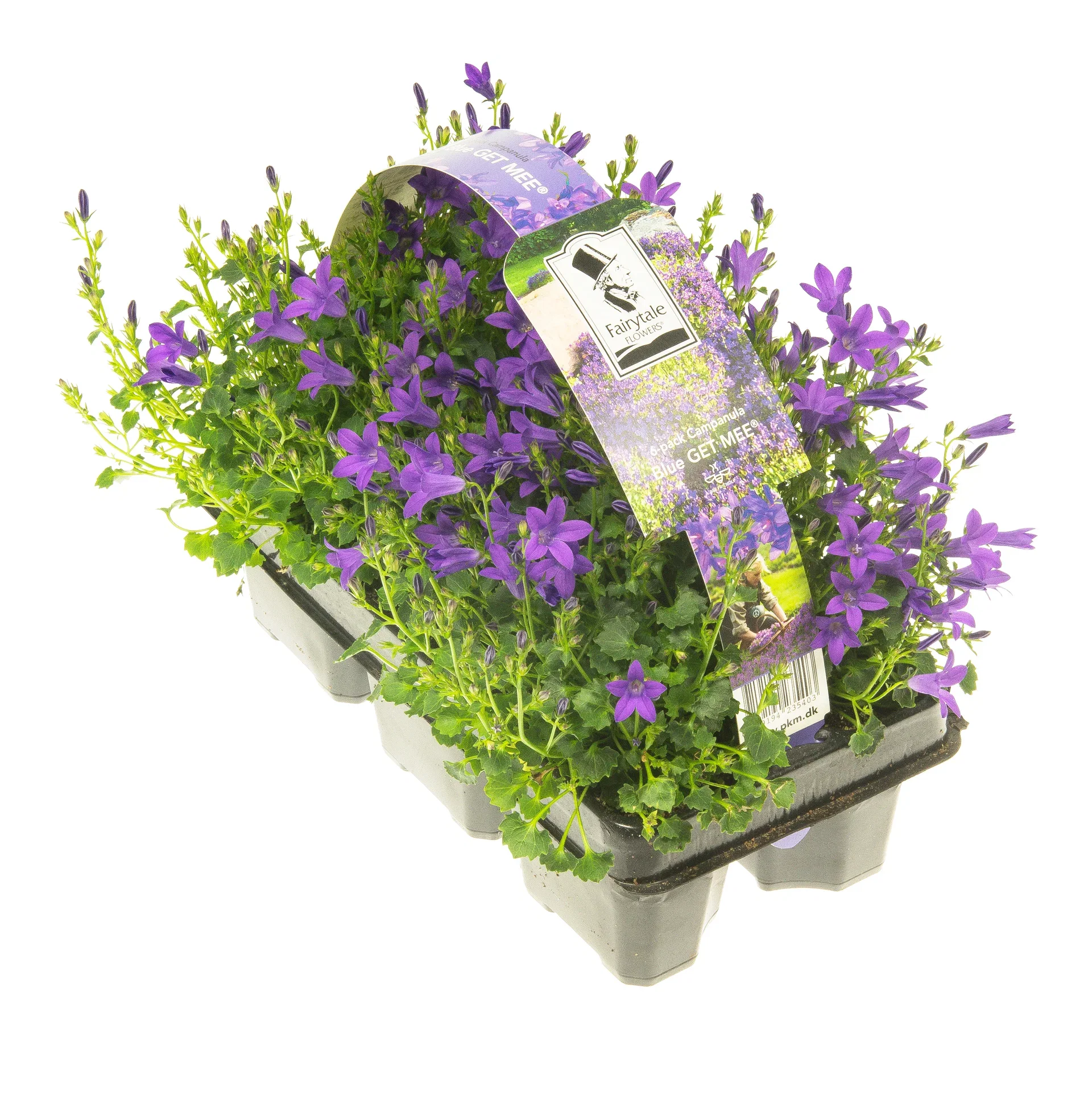 Campanula portenschlagiana GET MEE ('Pkmp01') Krypklokke'Get Mee' 6 pk