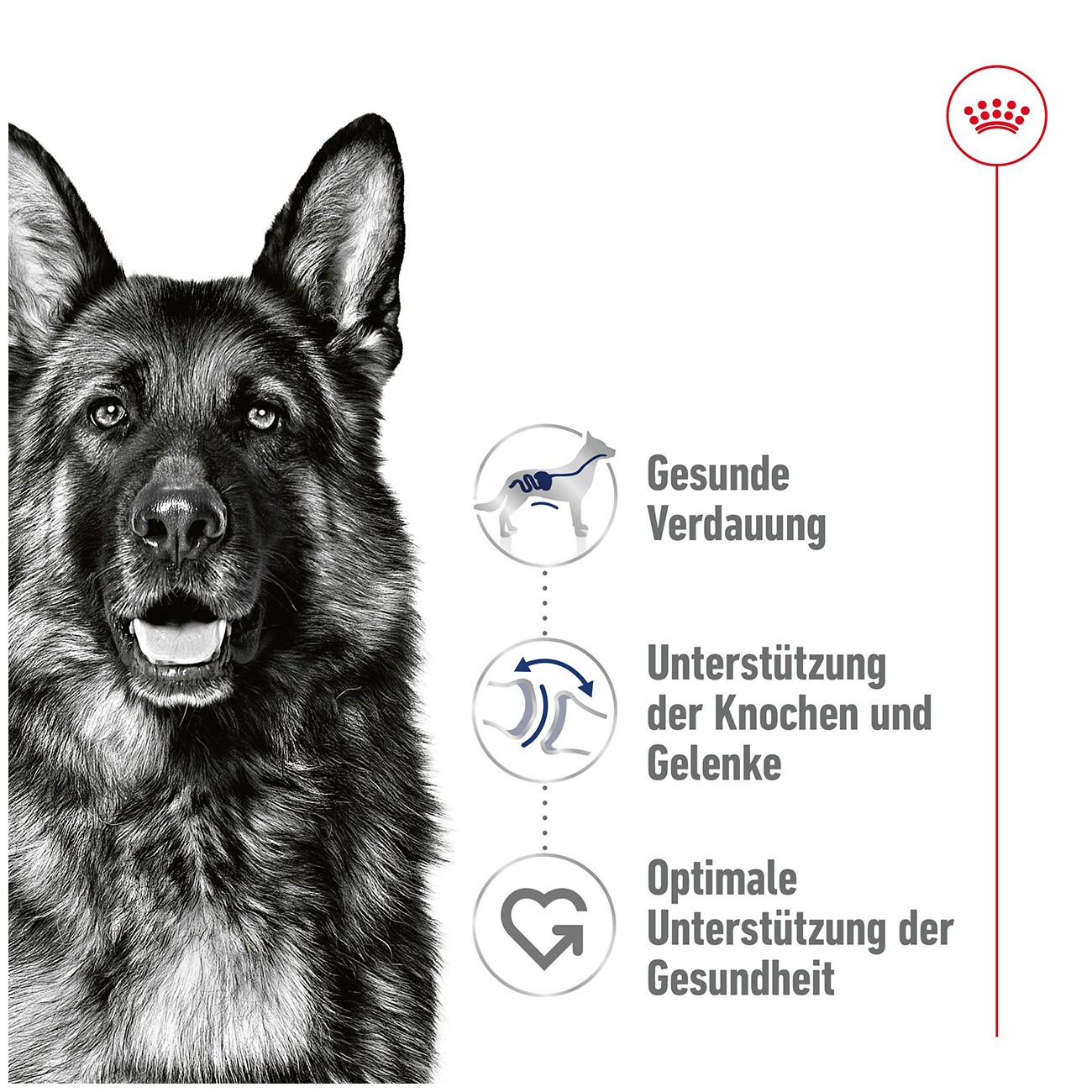 ROYAL CANIN Maxi Adult 10x140g