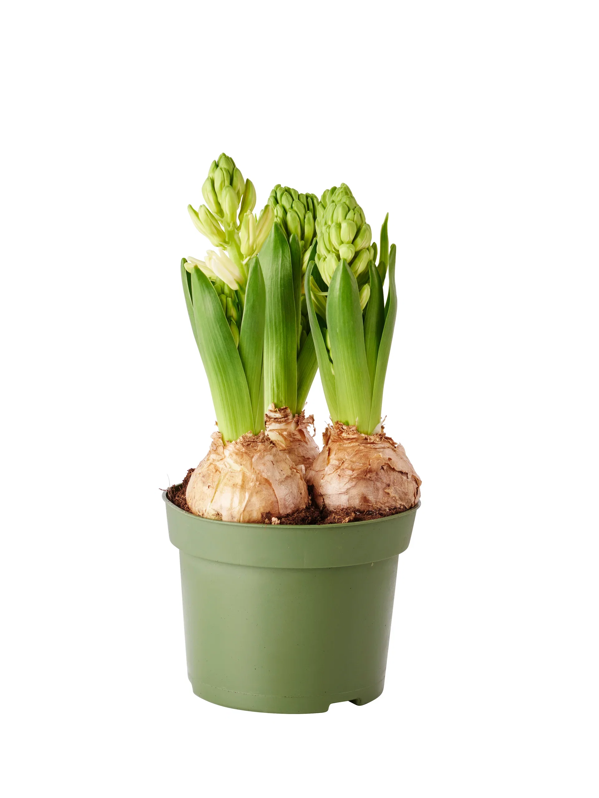 Hyacinthus orientalis Svibel Omkrets 17 cm