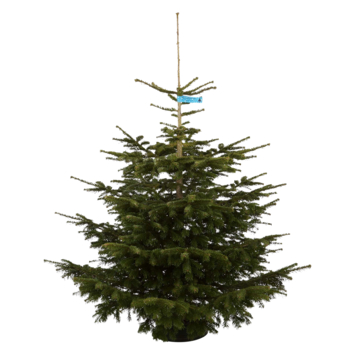 Nordmann kerstboom gezaagd 175-200 cm