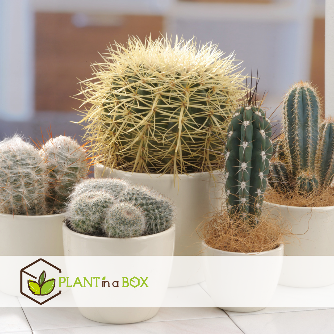 Mélange de mini cactus - mélange de 6 pièces - pot 5.5cm - hauteur 5-10cm