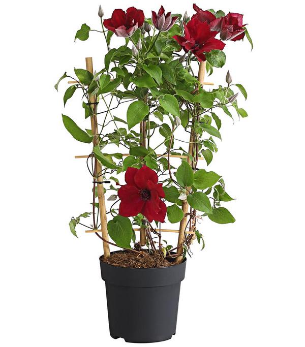 Waldrebe - Clematis, Rankhilfe