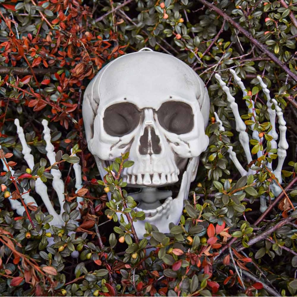 Halloween Skelet - Menneskestørrelse 170 cm