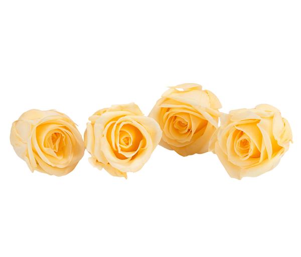 Dehner Longlife-Rose, ca. Ø2 cm