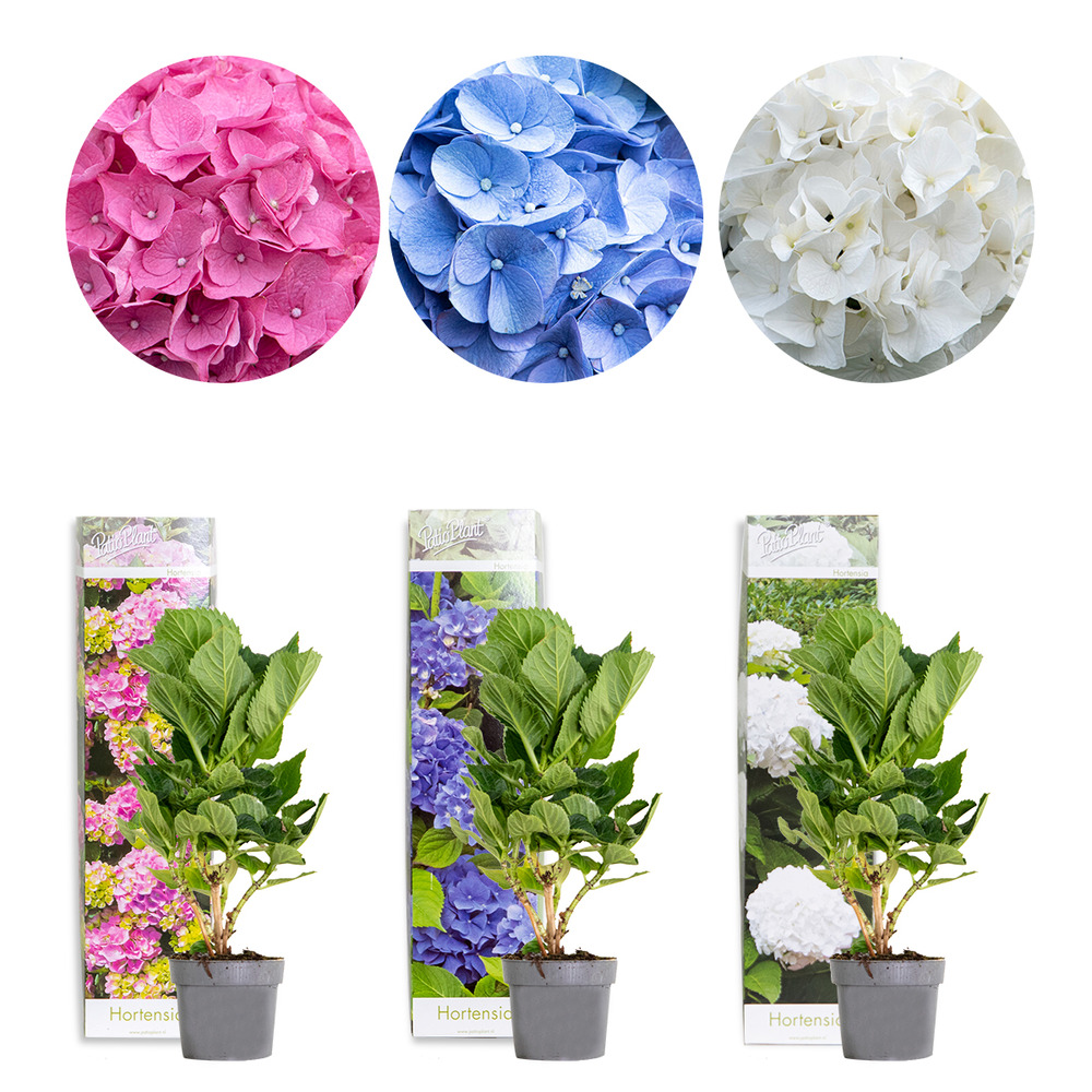 3x hydrangea macrophylla mix – hortensia – arbuste - rustique – ⌀10.5 cm - ↕20-25 cm