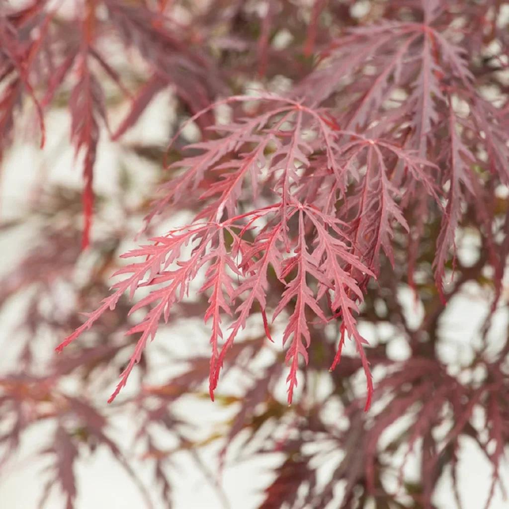 Acer palmatum 'Garnet' Viftelønn 'Garnet' Høyde 175-200 cm