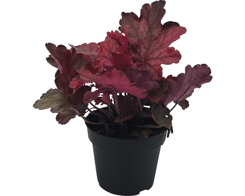 Coral Bells FloraSelf Heuchera x Hybridum Ø 12 cm pot willekeurige variëteitselectie
