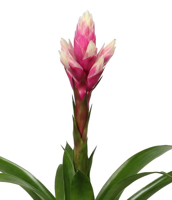 Bromelien-Set, 4-teilig