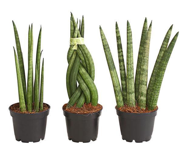 Bogenhanf-Set - Sansevieria cylindrica,