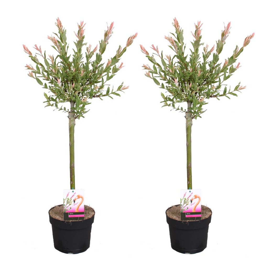 2x salix flamingo – saule panaché – saule ornemental – rustique - ⌀17 cm - ↕75-85 cm