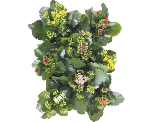 Flaming Katy Mix FloraSelf Kalanchoe H 15-20 cm Ø 10,5 cm pot willekeurige variëteitselectie