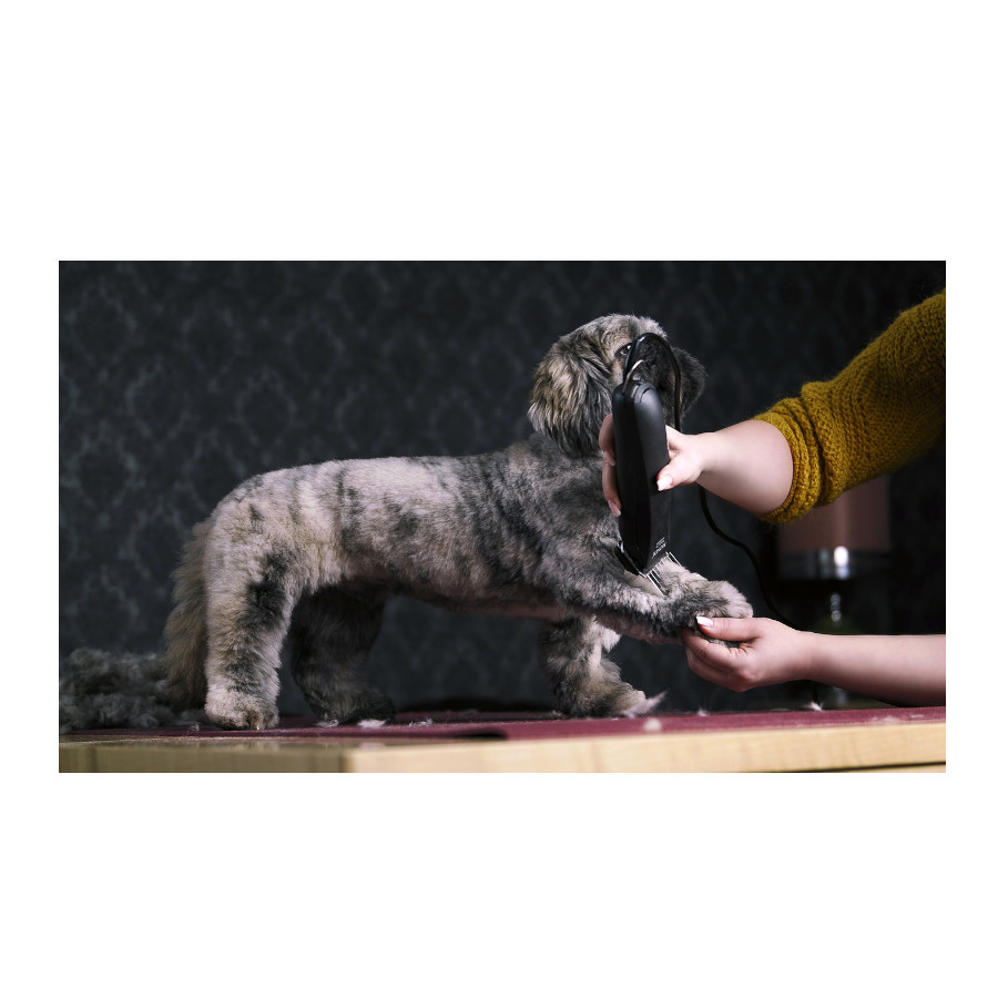 Máquina de tosquiar pelos de cães Moser Max 45