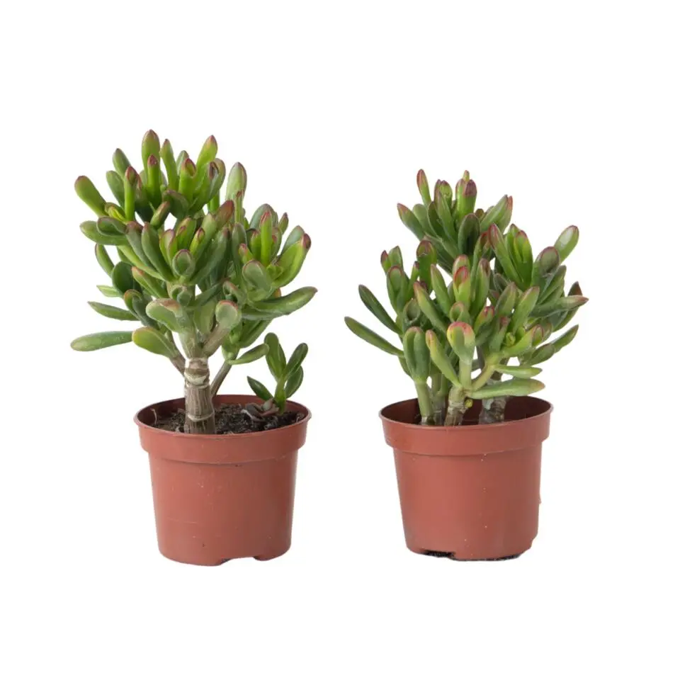 Geldboom - Set van 2 - Crassula ovata 'Gollum' - Hoogte 15-25cm - Pot 12cm