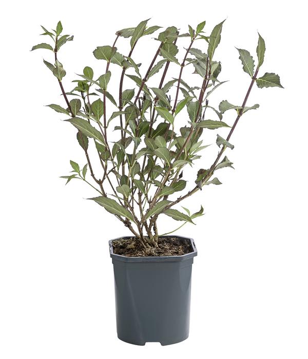 Zwerg-Weigelie 'Nana Purpurea'