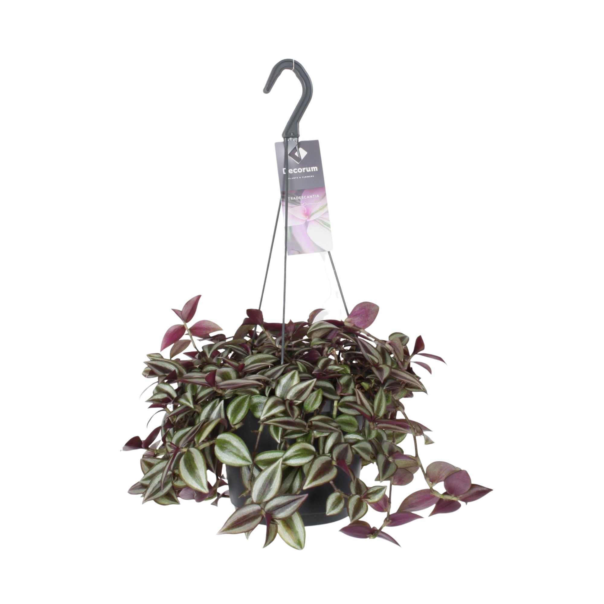 Plante d'intérieur - tradescantia zebrina purpusii 30.0cm