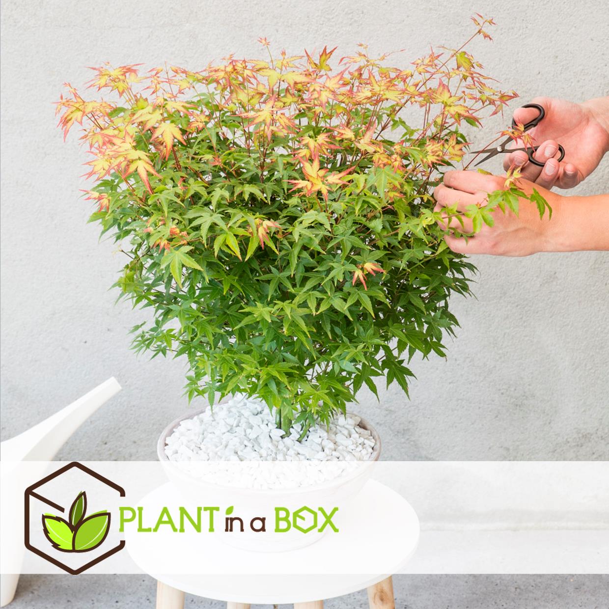 Acer palmatum 'little princess' - erable japonais - pot 19cm - hauteur 45-55cm