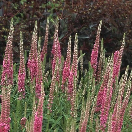 Ereprijs (Veronica spicata 'Rotfuchs') D 9 H 10 cm