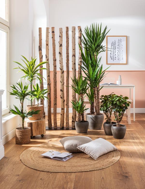 Drachenbaum - Dracaena fragrans 'Lemon Lime'