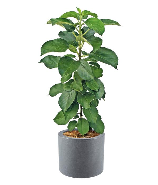 Dehner Kunststoff-Blumenkübel Palermo mit