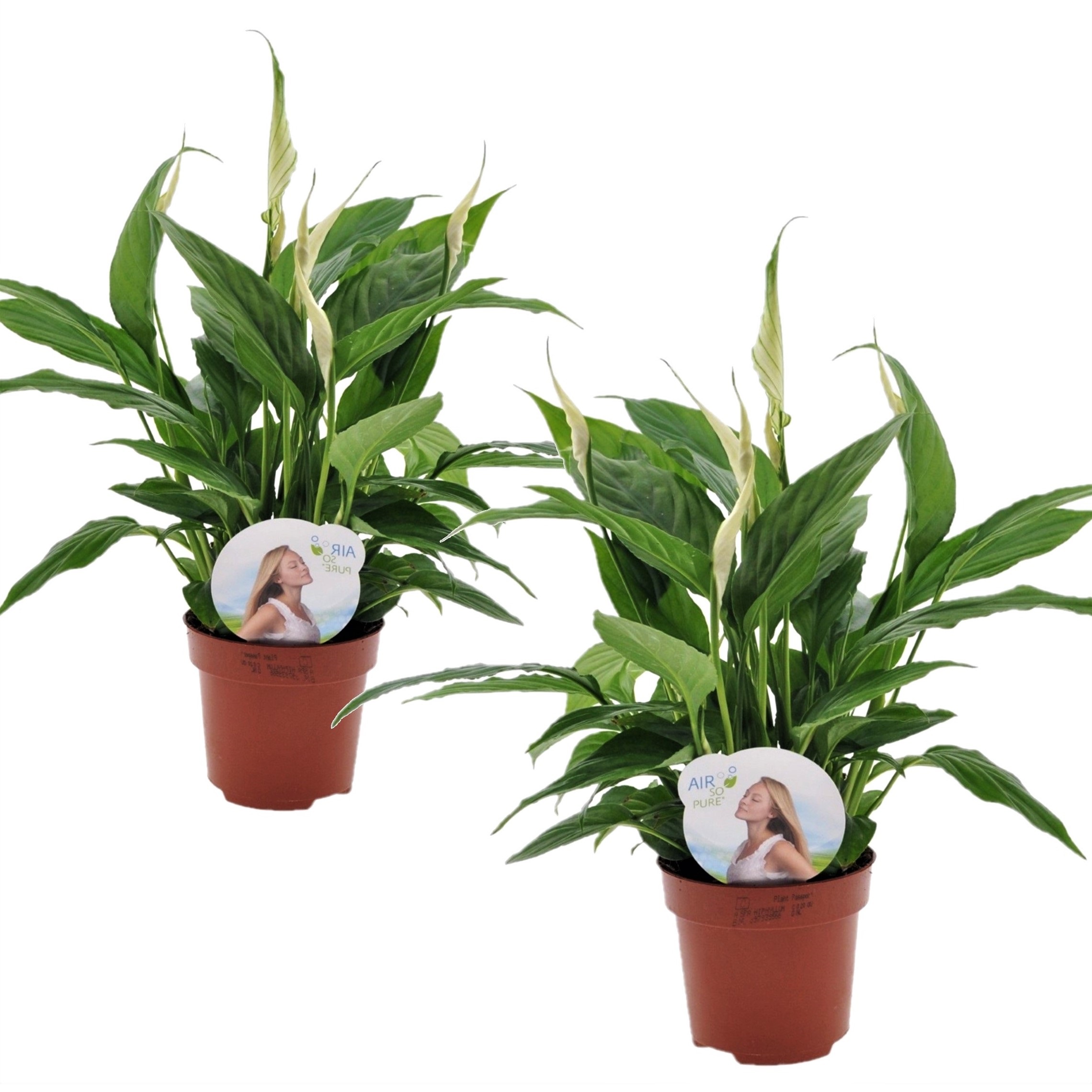 Spathiphyllum 'spoonplant' - set de 2 - pot 12cm - hauteur 30-40cm
