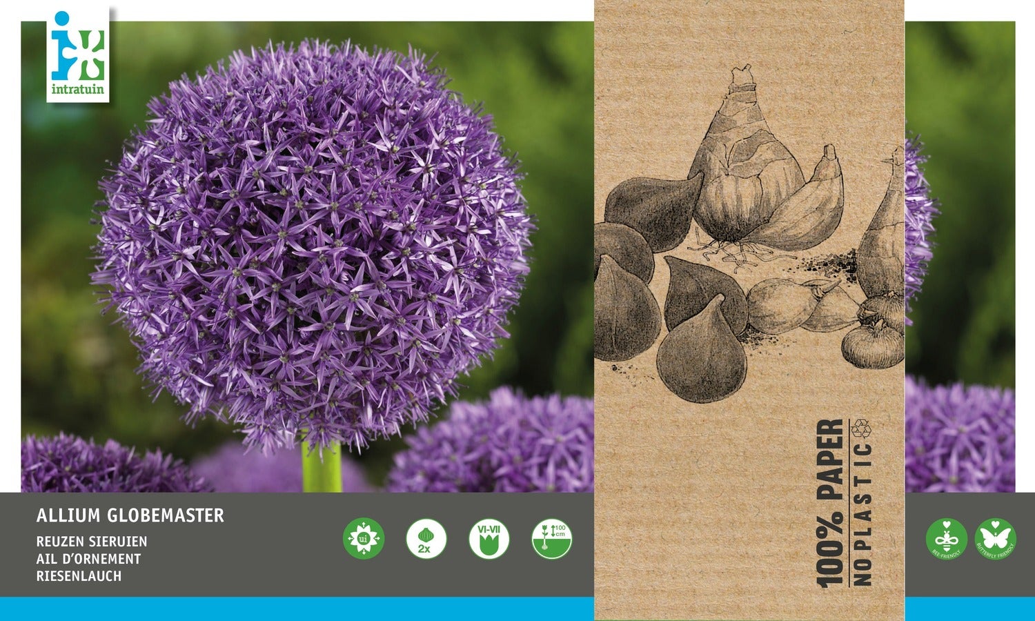 Intratuin bloembollen Sierui (Allium 'Globemaster')2 stuks