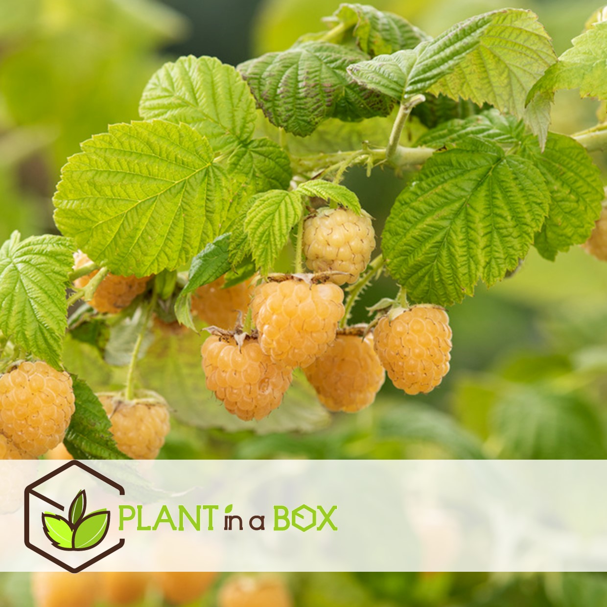 Plants de framboises - set de 6 - plante jardin - pot 9cm - hauteur 25-40cm
