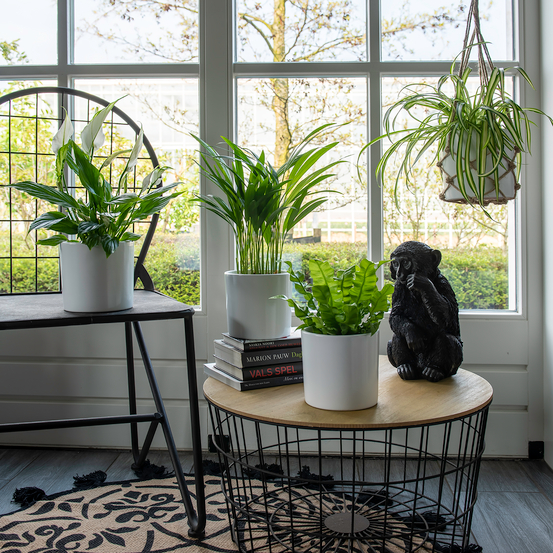 Compo 4 plantes d'intérieur - pot D12cm
