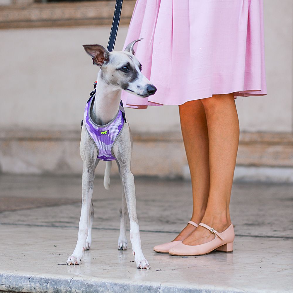 Harnais pour chiens nikita fashion s, respirant, rembourré et ajustable