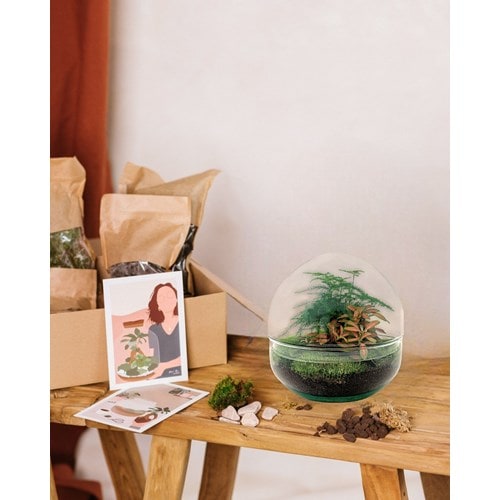 Kit terrarium diy - dome