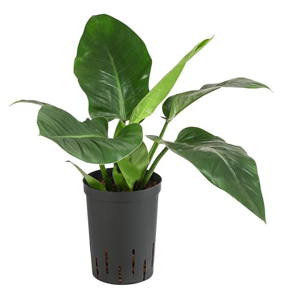 Baumfreund - Philodendron 'Imperial Green',
