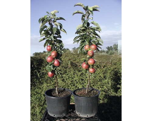 Biologische zuilvormige appel FloraSelf Bio Malus domestica 'Fire Dance' H 130-150 cm Co 10 L