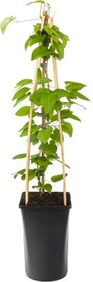 Bosrank (Clematis 'Jackmanii') D 16 H 75 cm