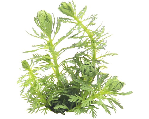 Basilicumblad uit Guyana - Myriophyllum spec. `Guiana`