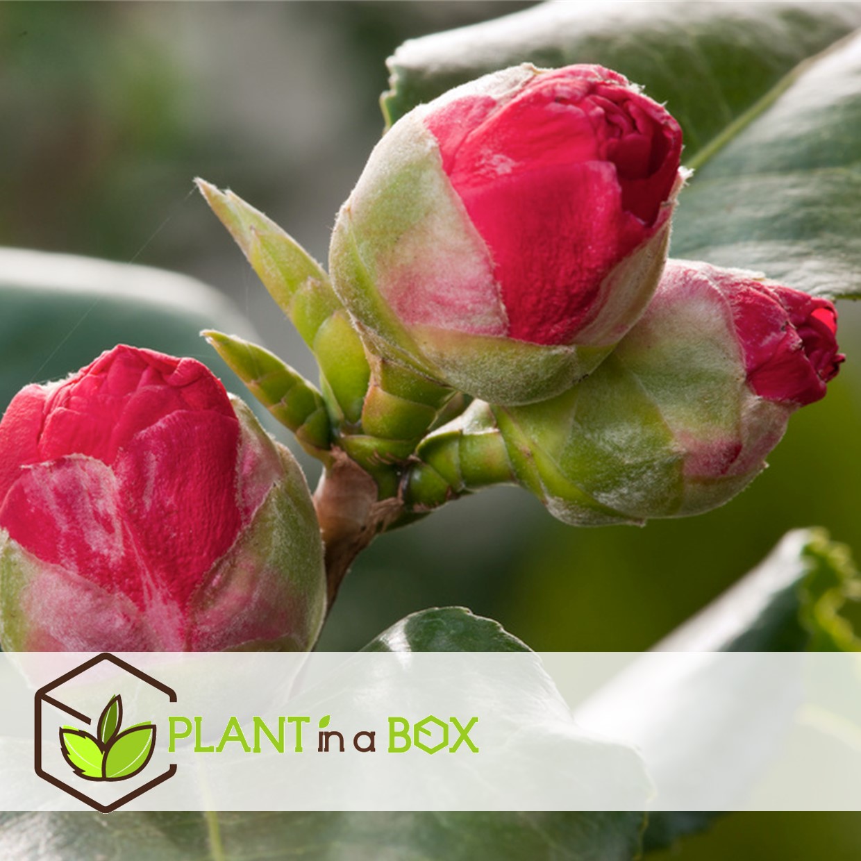 Camellia japonica lady campbell - set de 2 - rose - pot 15cm - hauteur 50-60cm