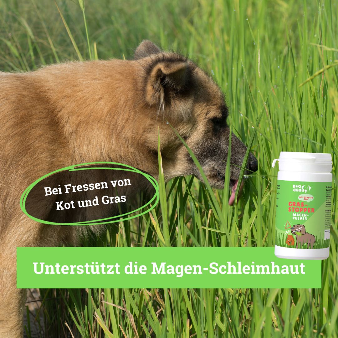 BeG Buddy Gras-Stopper für Hunde