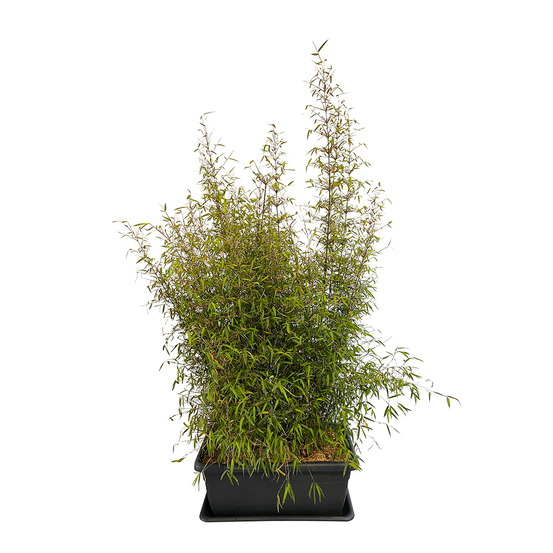 Bambou non-traçant fargesia angustissima: pot de 30 litres