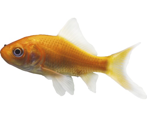 Kleine goudvis (4-7 cm) - Carassius auratus