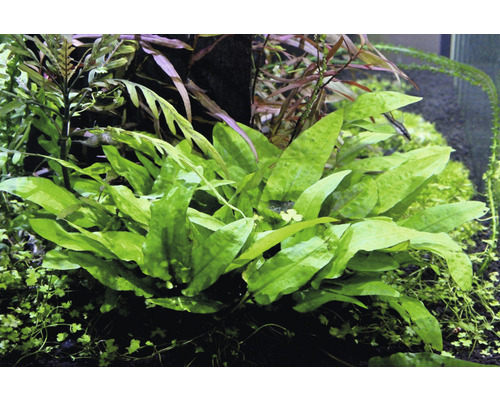 Broad-leaved Wendt's Water Trumpet - Cryptocoryne wendtii Broad Leaf In-Vitro