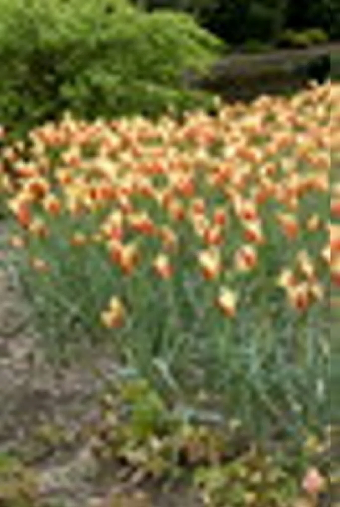 Tulipa clusiana f. diniae Tulipa clusiana var chrysantha BIO