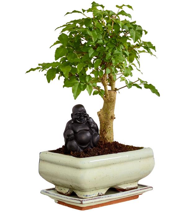 Bonsai mit Buddha, verschiedene Sorten