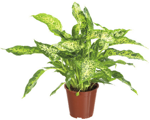 Dieffenbachia FloraSelf Dieffenbachia compacta H 50-60 Ø 17 cm pot