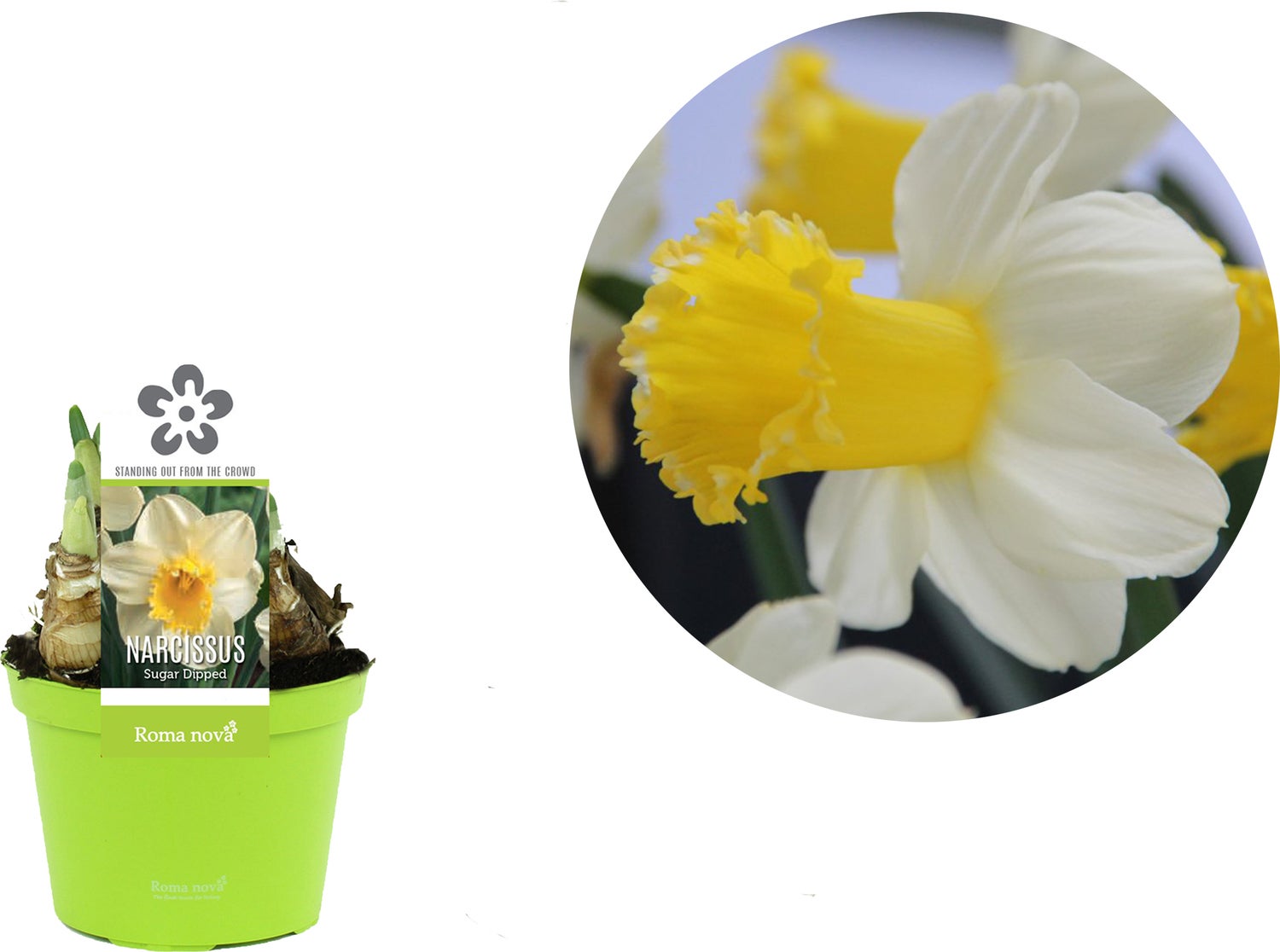 Narcis (Narcissus 'Sugar Dipped') D 12 H 12 cm