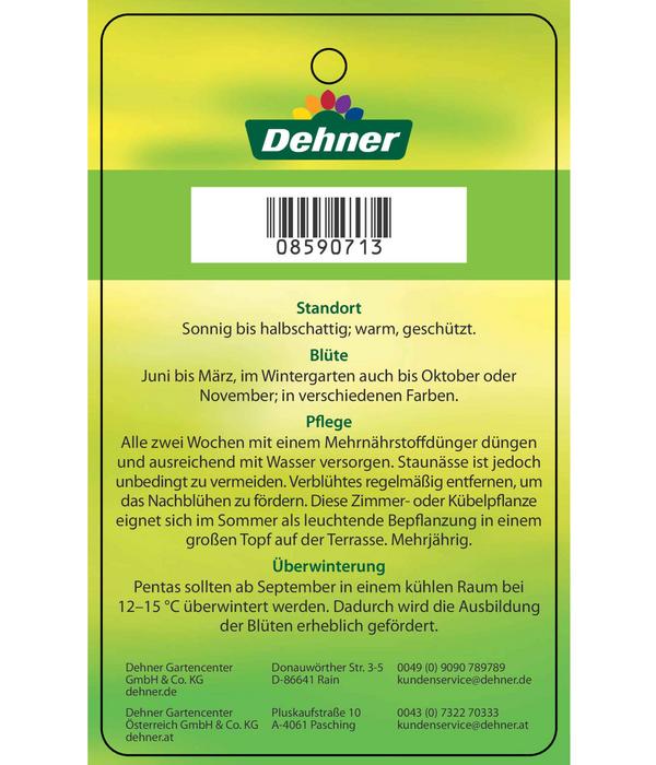 Fünfzahlstrauch - Pentas lanceolata,