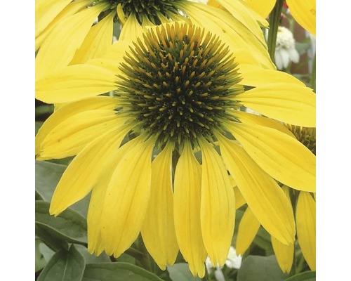 Zonnehoed Mix FloraSelf Echinacea purpurea H 30-40 cm Co 5 L diverse soorten