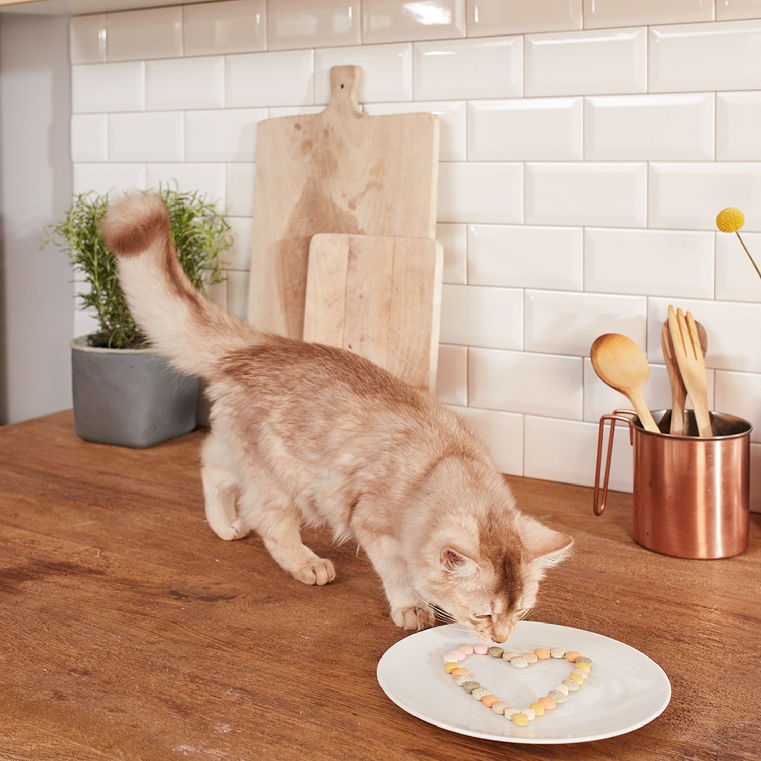 GimCat Every Day Multivitaminen Tabs kattensnack 40 g