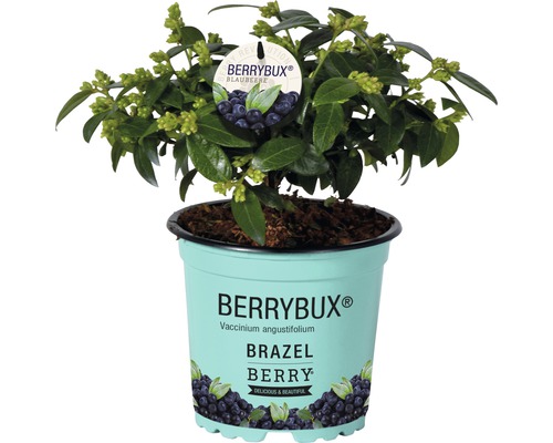 Blauwe bes, bosbes Vaccinium BrazelBerry ® 'Berry Bux' ® H 10-12 cm Co 0.35 L